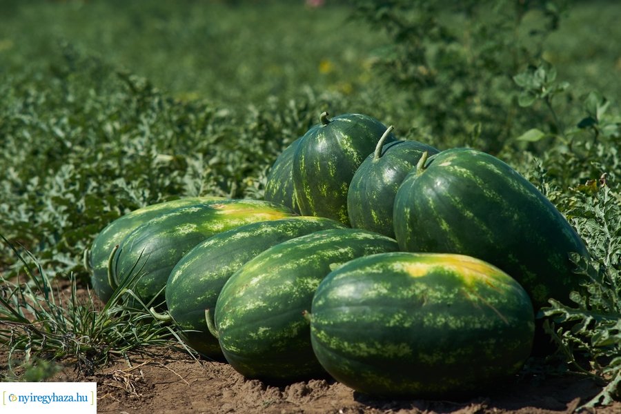 Dinnyetermesztés Nagycserkeszen