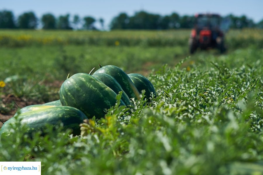Dinnyetermesztés Nagycserkeszen