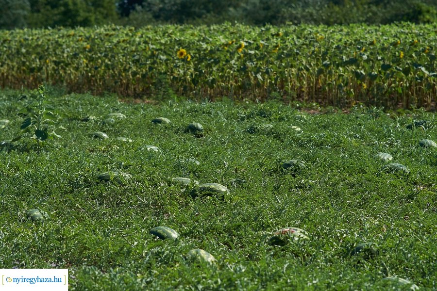 Dinnyetermesztés Nagycserkeszen