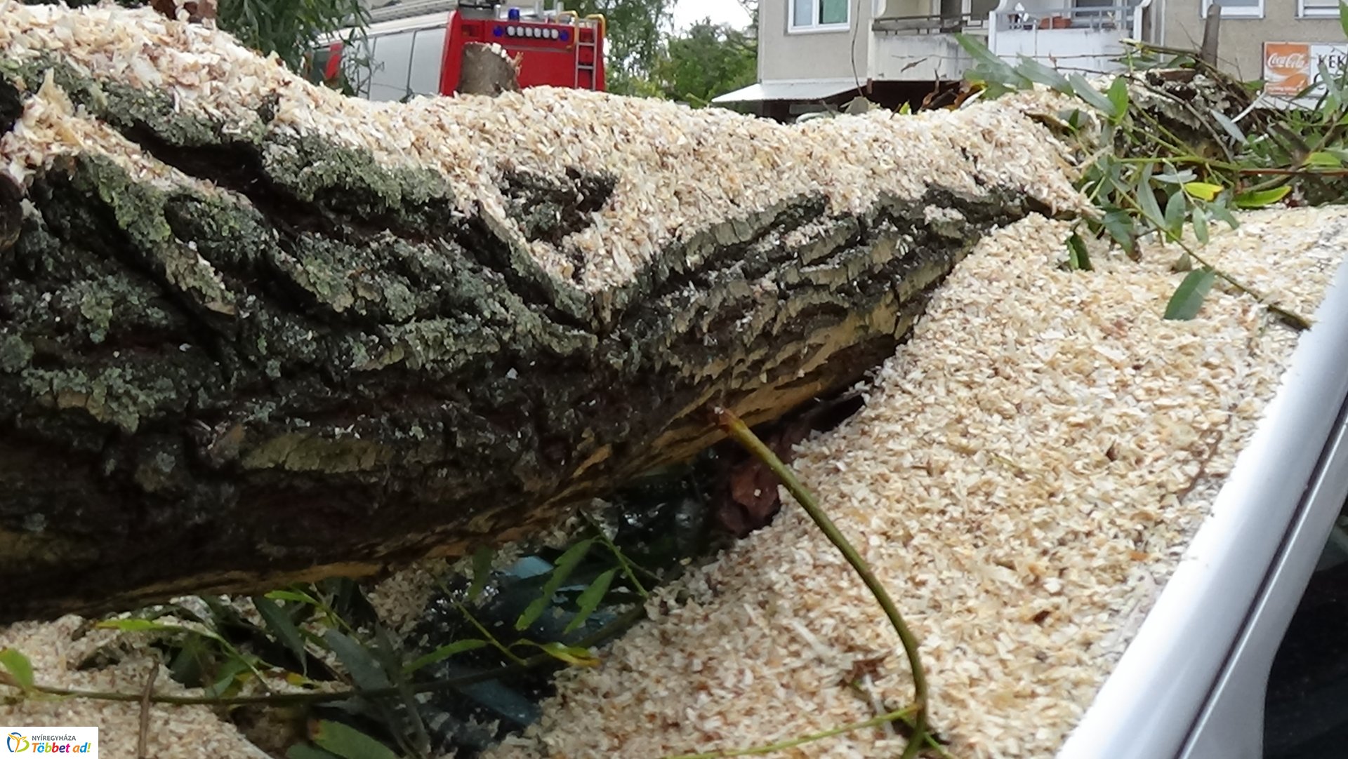 Egy korhadt fűzfa vezérága tört le csütörtökön a Fazekas János tér egyik parkolójánál