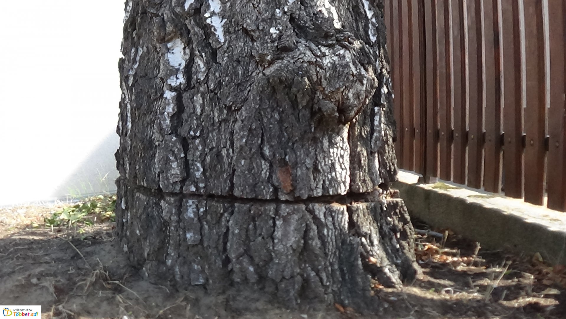 Egy nyírfa kérgében okoztak jelentős kárt a Kállói úton