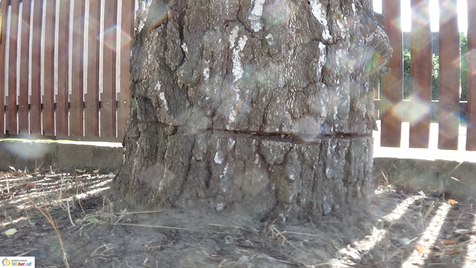 Egy nyírfa kérgében okoztak jelentős kárt a Kállói úton