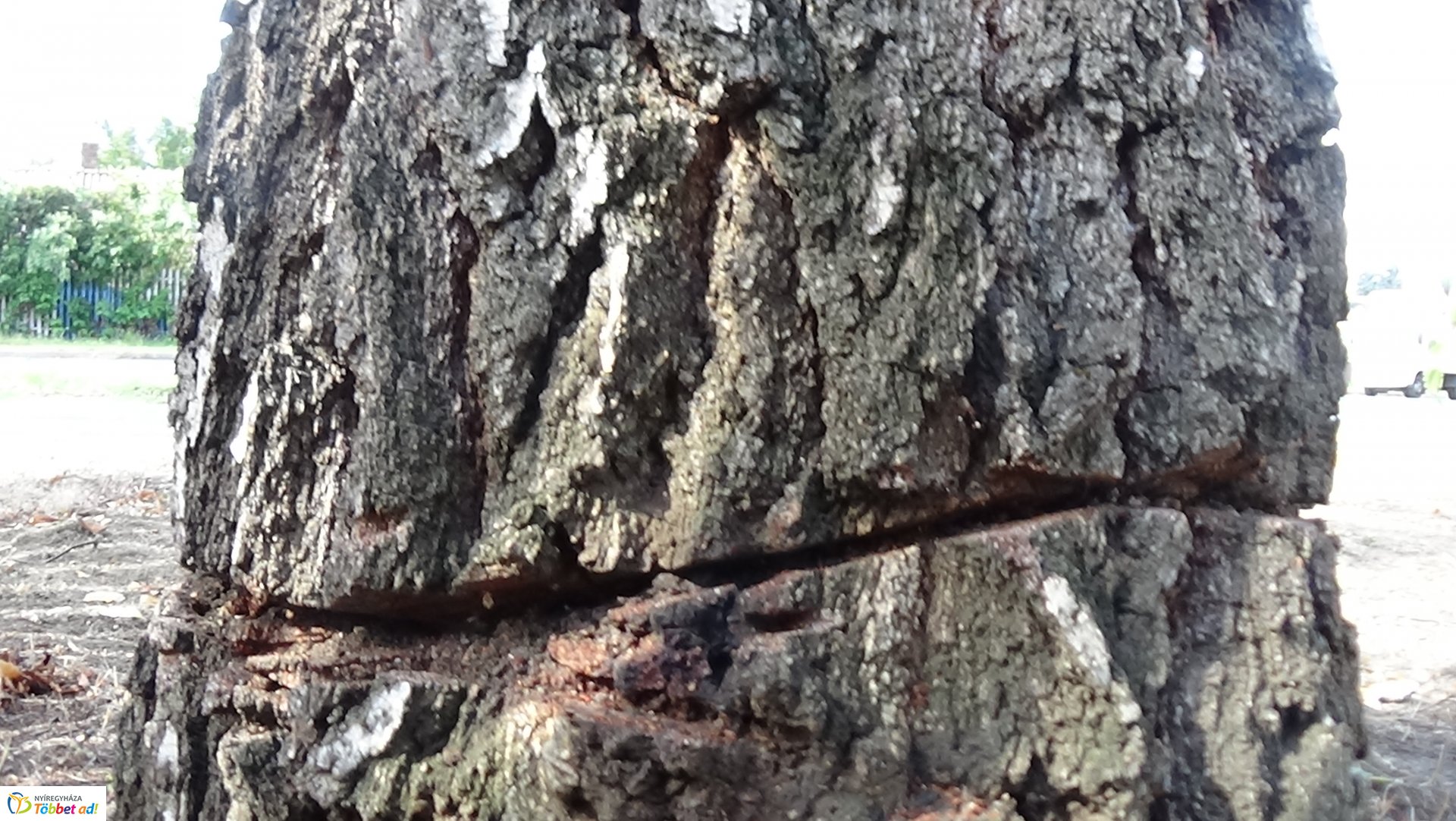 Egy nyírfa kérgében okoztak jelentős kárt a Kállói úton