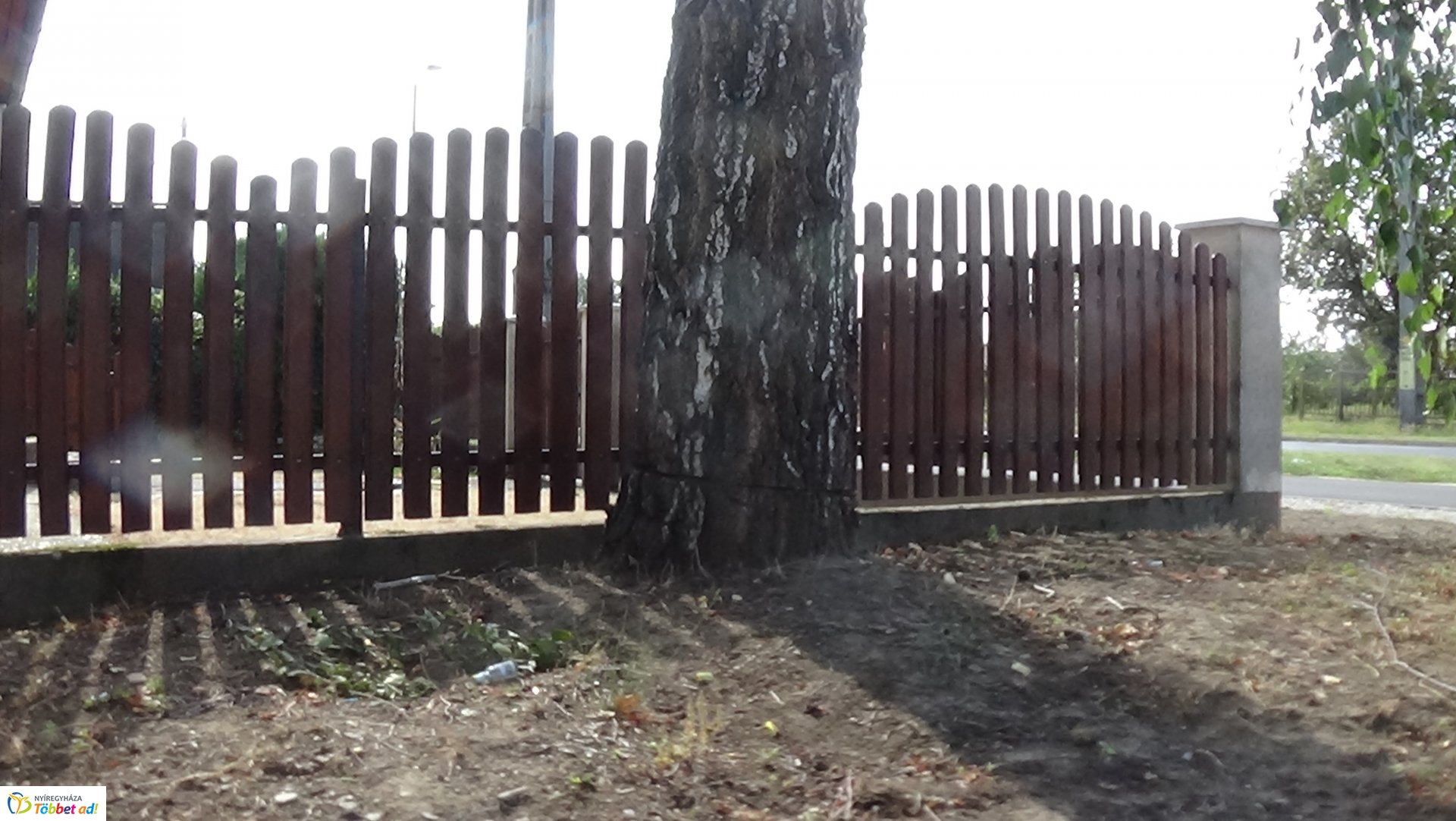 Egy nyírfa kérgében okoztak jelentős kárt a Kállói úton