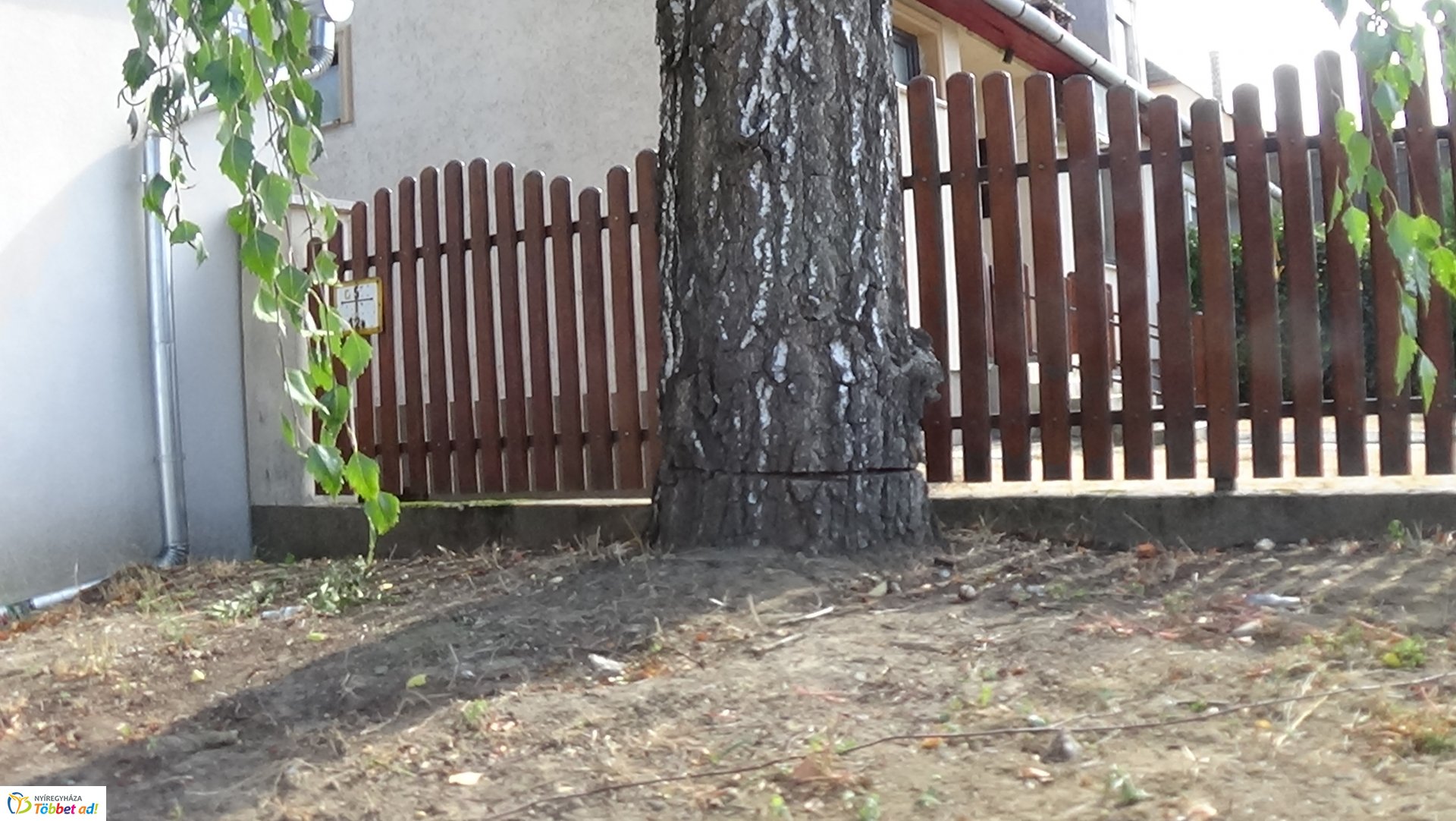 Egy nyírfa kérgében okoztak jelentős kárt a Kállói úton