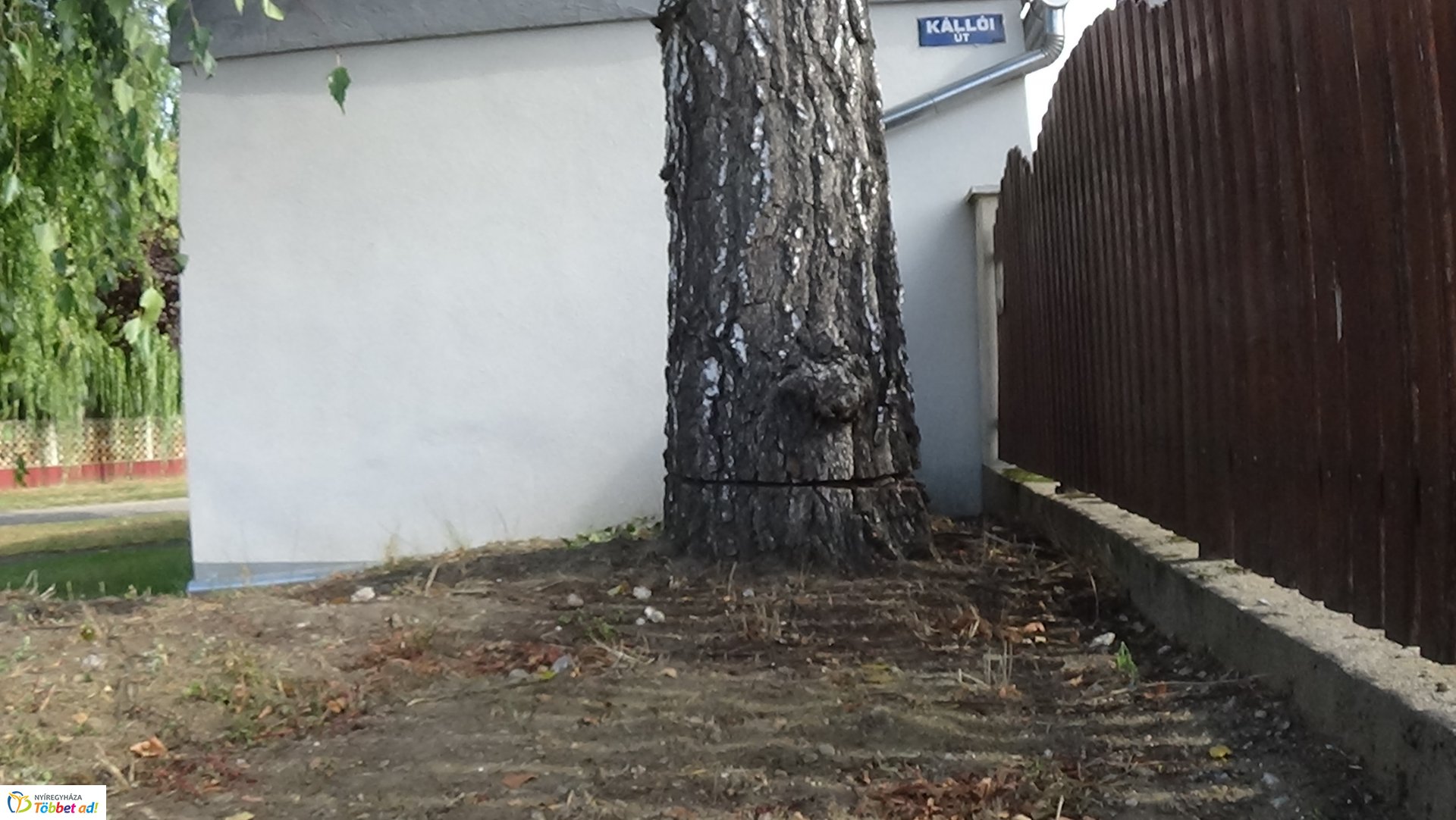Egy nyírfa kérgében okoztak jelentős kárt a Kállói úton