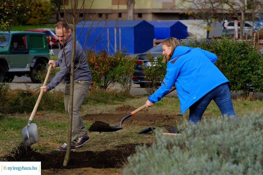 Electrolux faültetés a Jósavárosban