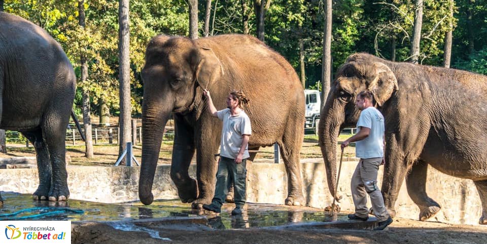 Elefánt wellness (Fotók: Nyíregyházi Állatpark)