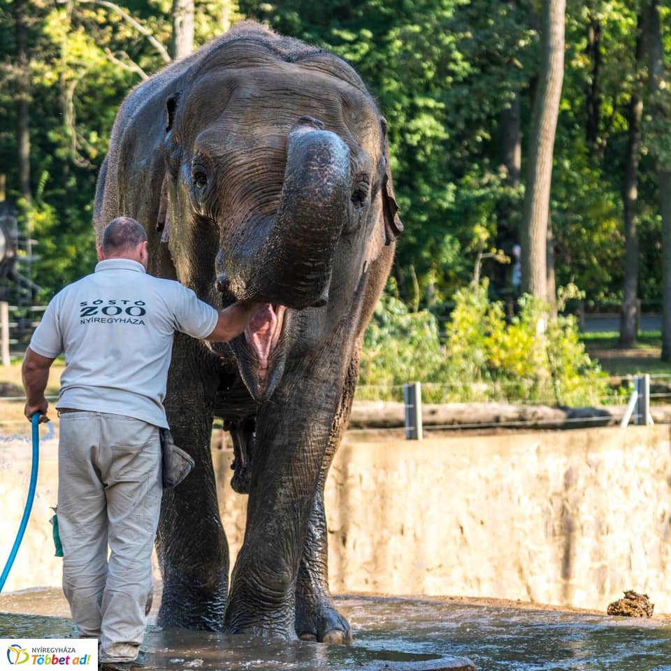 Elefánt wellness (Fotók: Nyíregyházi Állatpark)