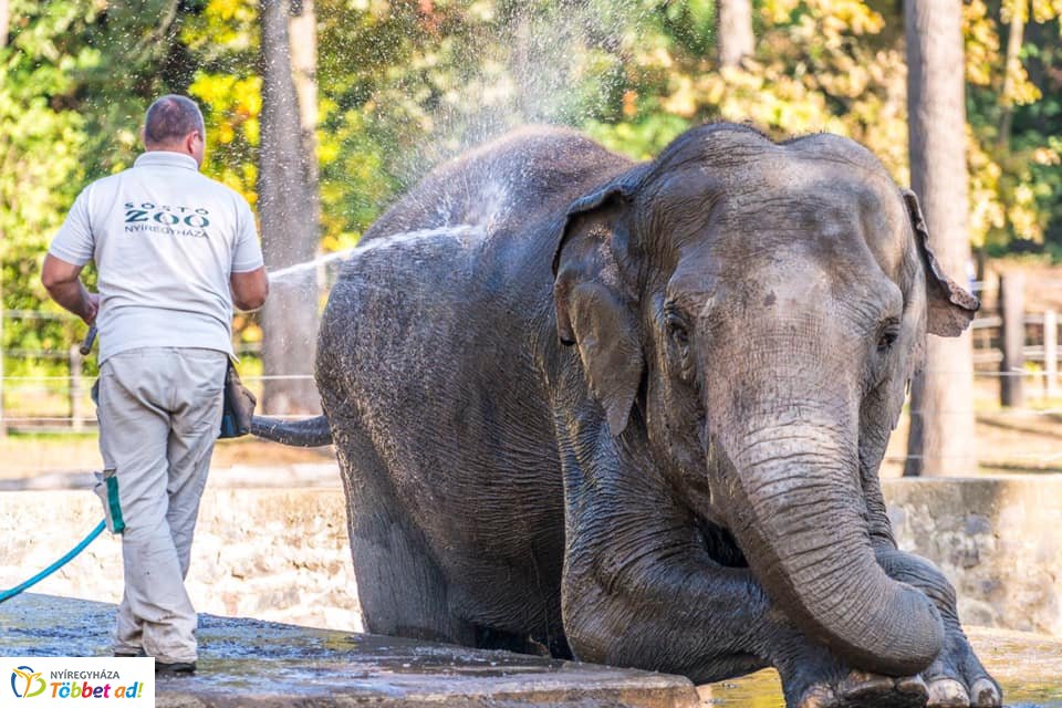Elefánt wellness (Fotók: Nyíregyházi Állatpark)