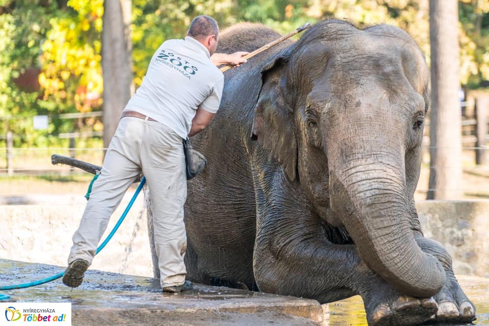 Elefánt wellness (Fotók: Nyíregyházi Állatpark)