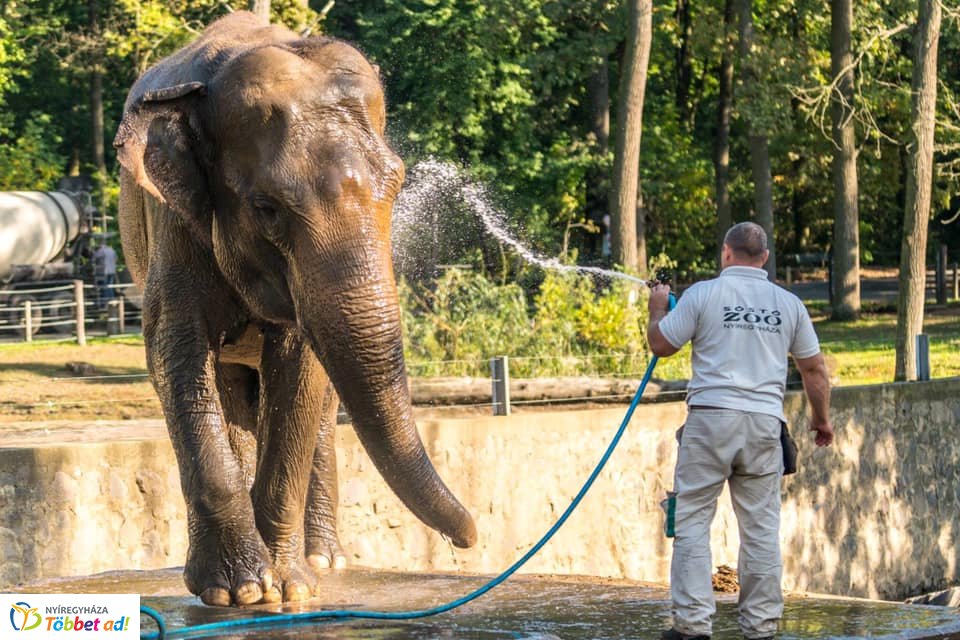 Elefánt wellness (Fotók: Nyíregyházi Állatpark)