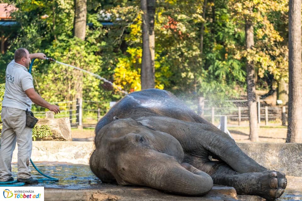 Elefánt wellness (Fotók: Nyíregyházi Állatpark)