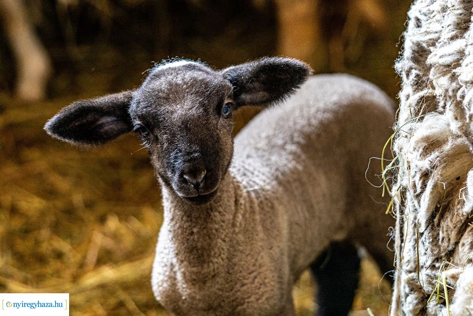 Élet a Parasztudvarban (Fotók: Nyíregyházi Állatpark)