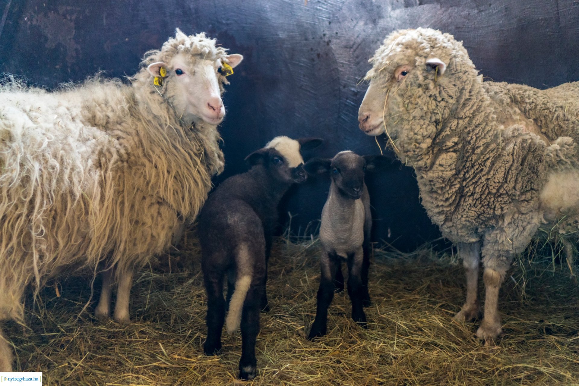 Élet a Parasztudvarban (Fotók: Nyíregyházi Állatpark)