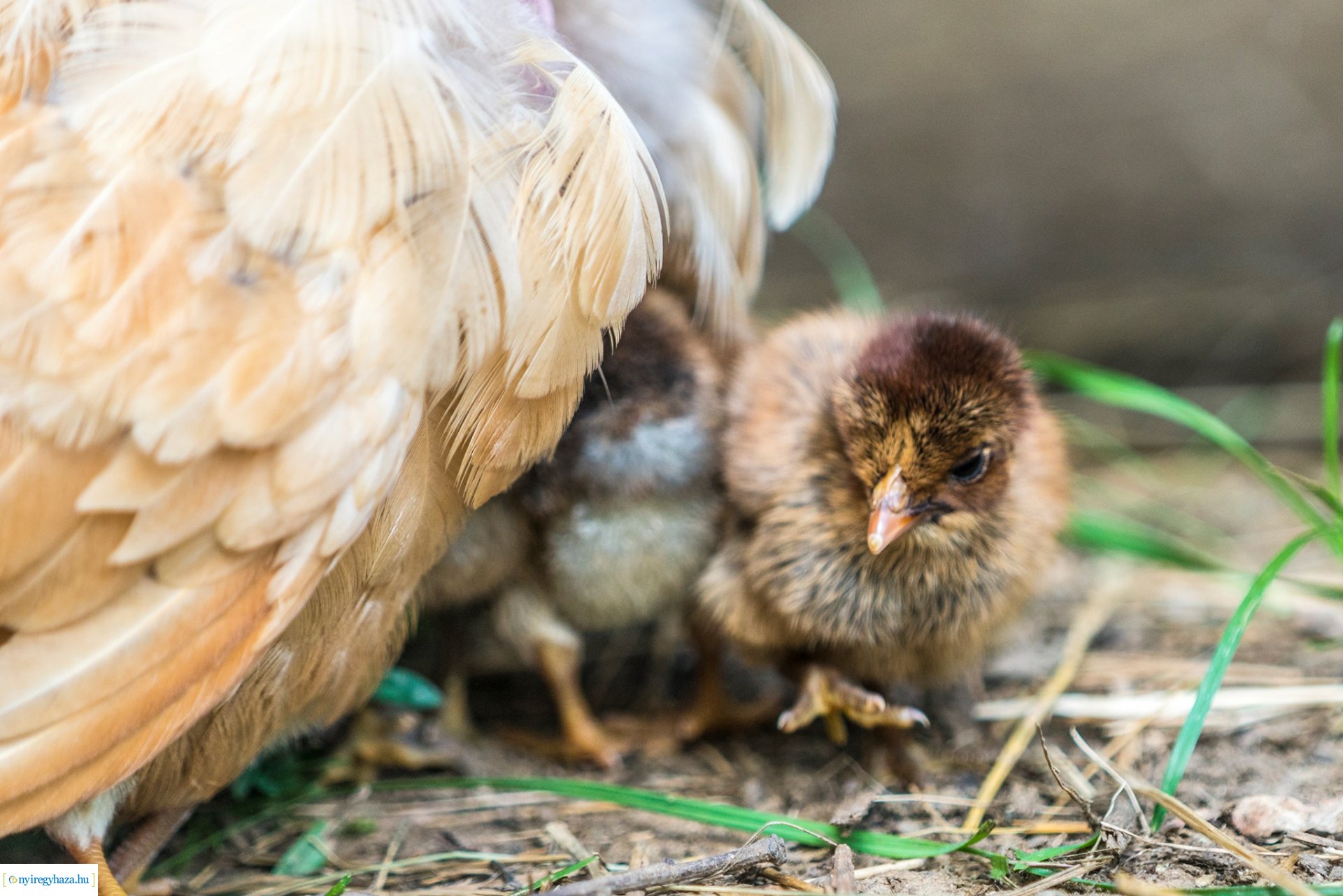 Élet a Parasztudvarban (Fotók: Nyíregyházi Állatpark)
