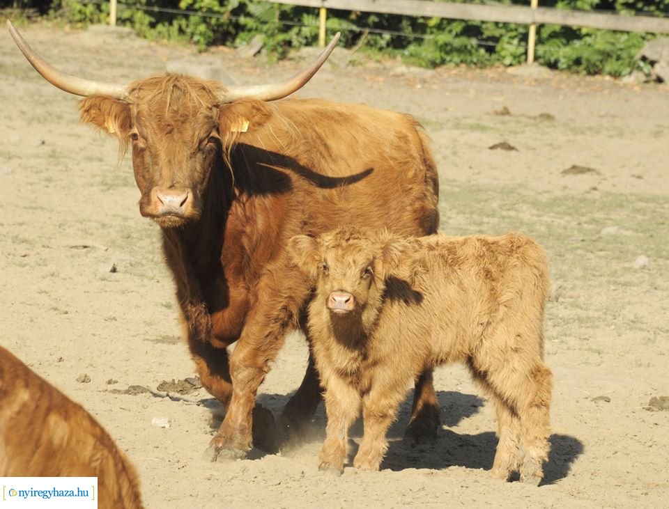 Élet a Parasztudvarban (Fotók: Nyíregyházi Állatpark)