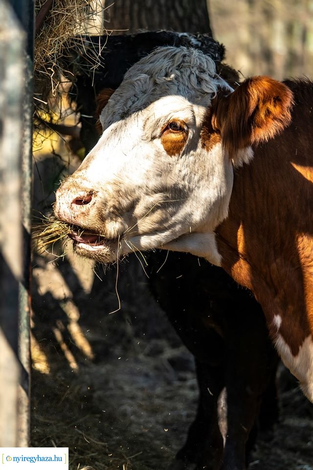 Élet a Parasztudvarban (Fotók: Nyíregyházi Állatpark)