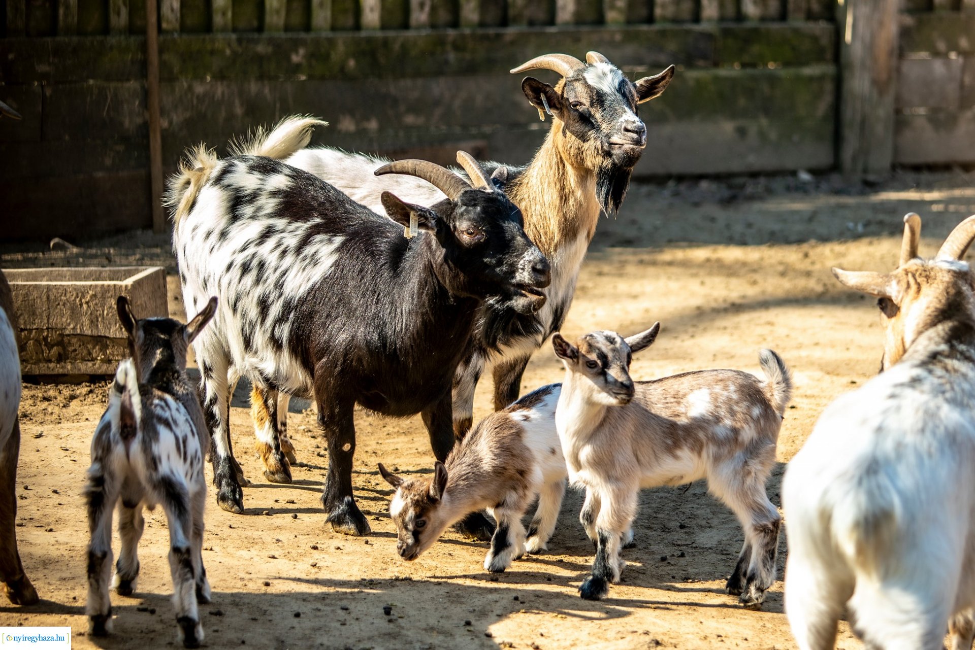 Élet a Parasztudvarban (Fotók: Nyíregyházi Állatpark)