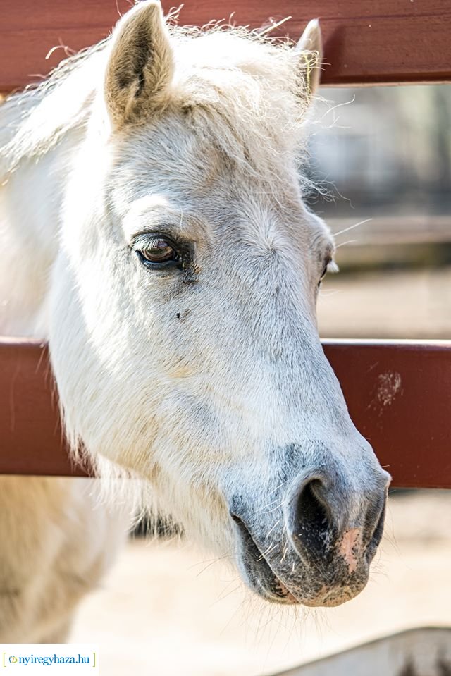 Élet a Parasztudvarban (Fotók: Nyíregyházi Állatpark)