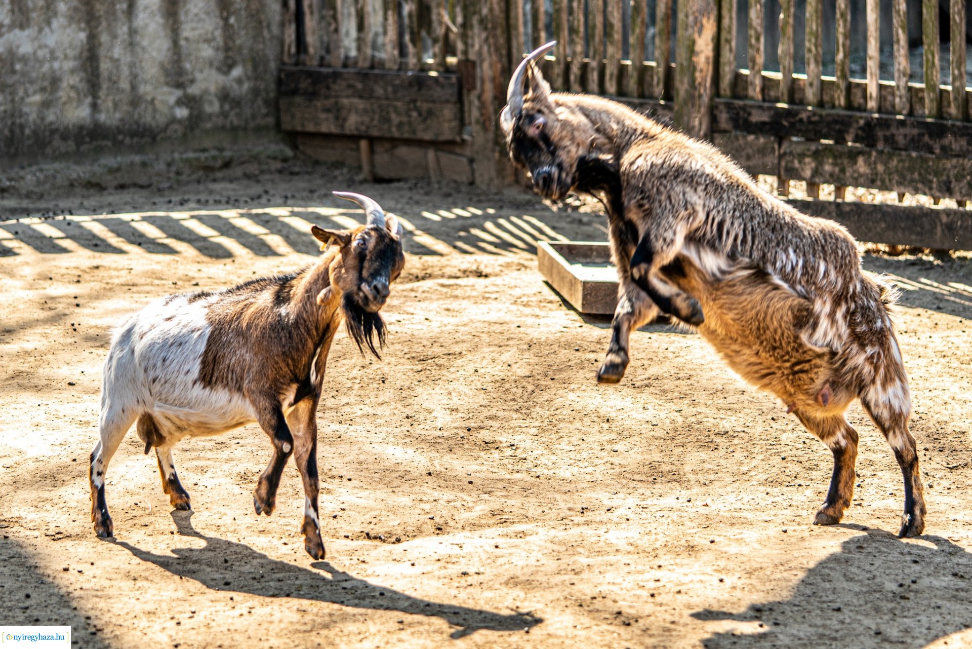 Élet a Parasztudvarban (Fotók: Nyíregyházi Állatpark)