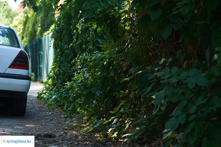 Ellenőriz a Közterület Felügyelet