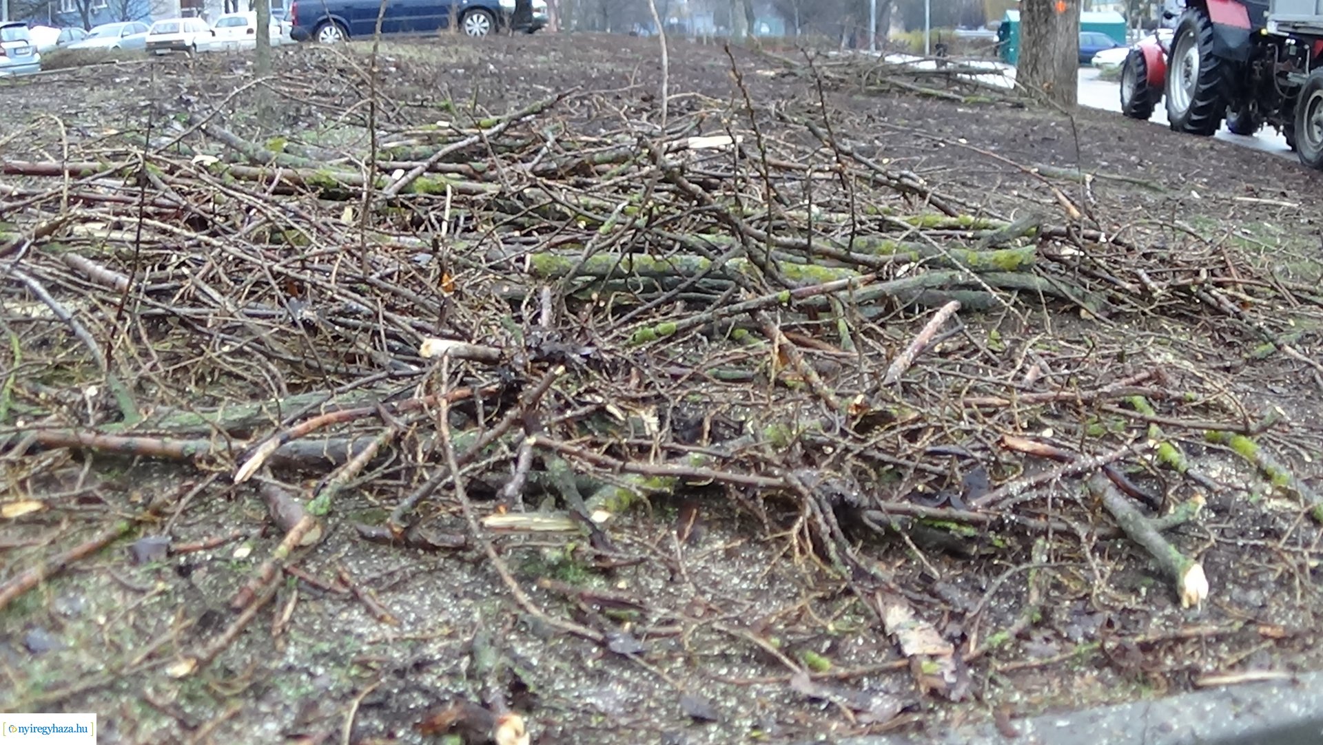 Elmaradt a Toldi utcai favágás