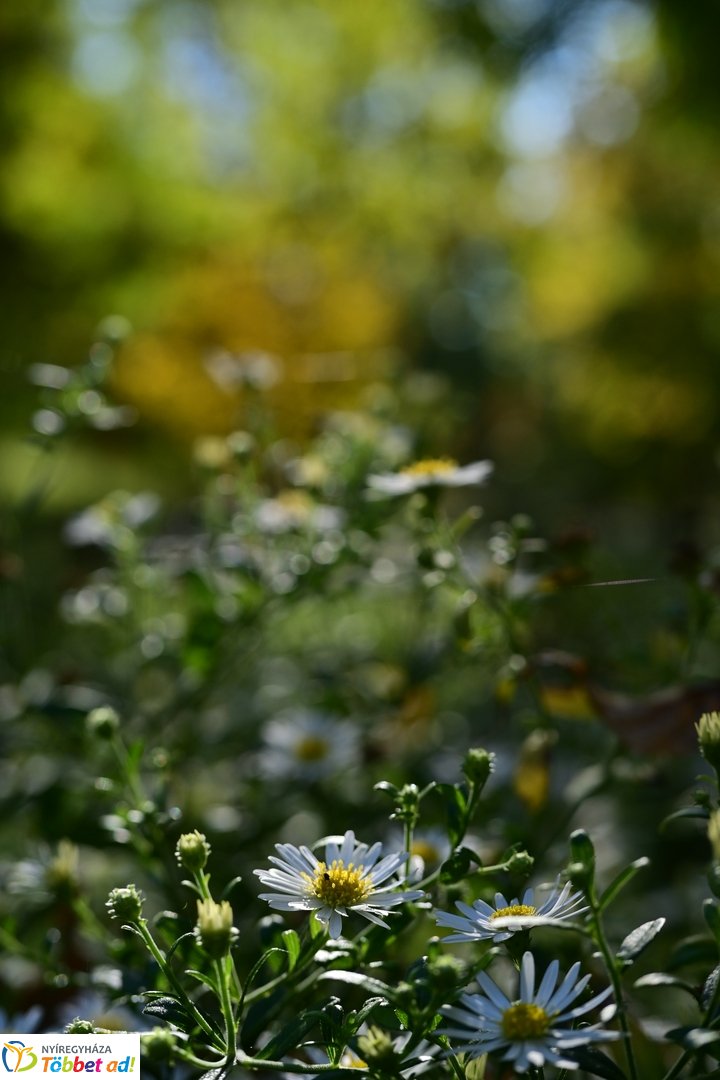 Emlékezések Krúdy Gyulára - 2025