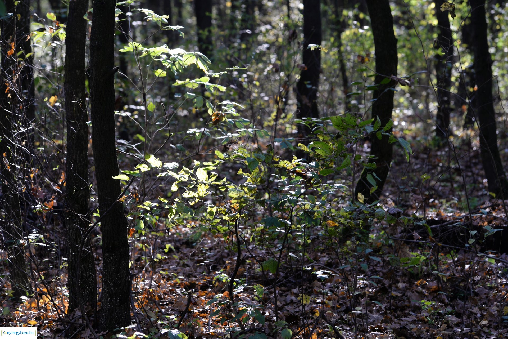 Erdei séta az őszi napsütésben
