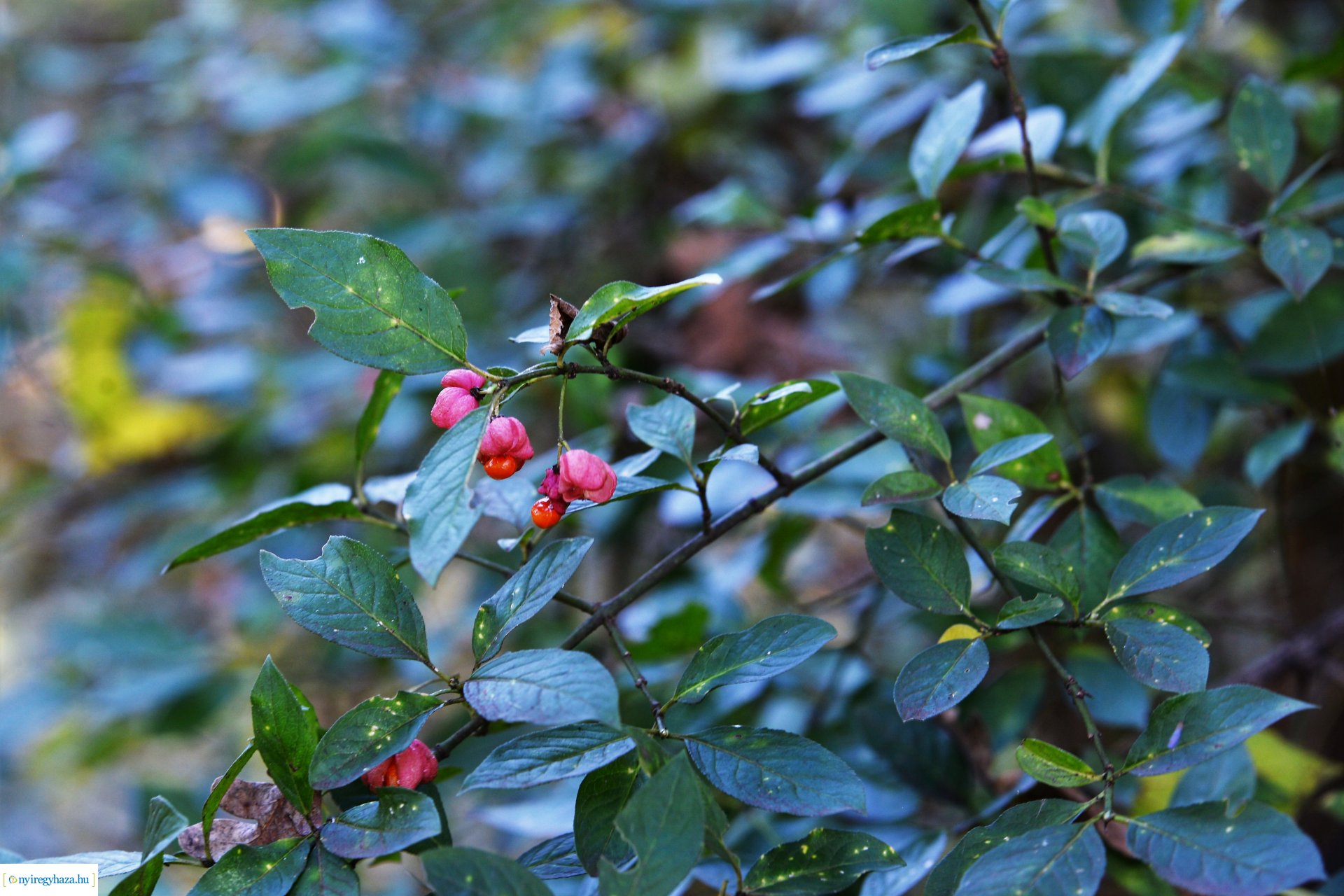 Erdei séta az őszi napsütésben