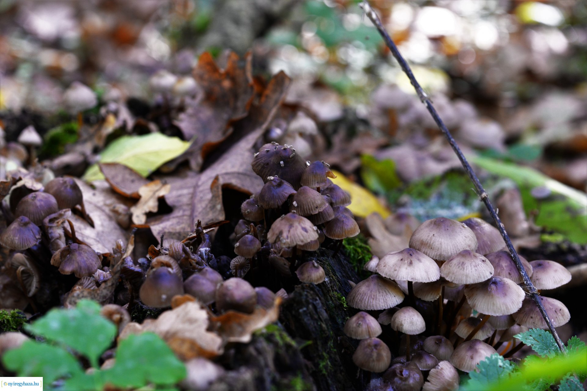 Erdei séta az őszi napsütésben