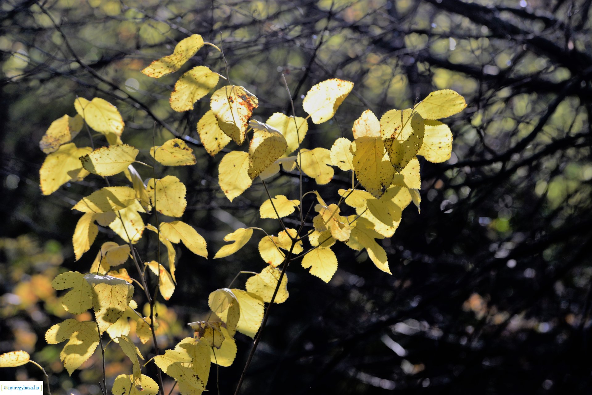 Erdei séta az őszi napsütésben