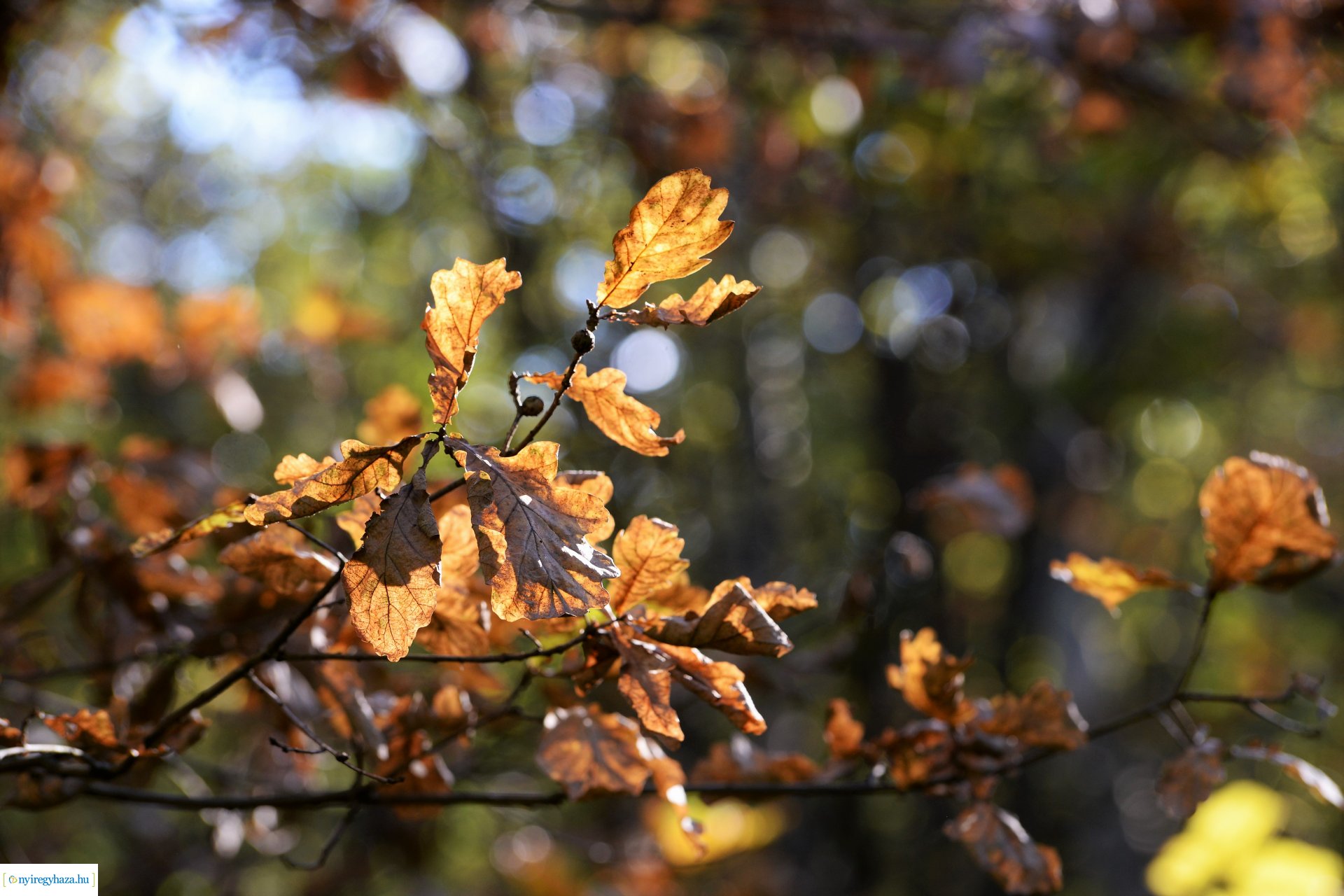 Erdei séta az őszi napsütésben
