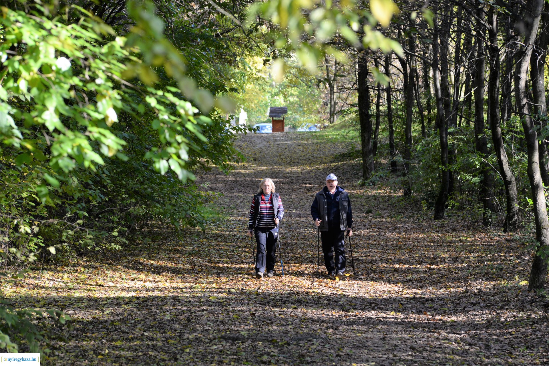 Erdei séta az őszi napsütésben
