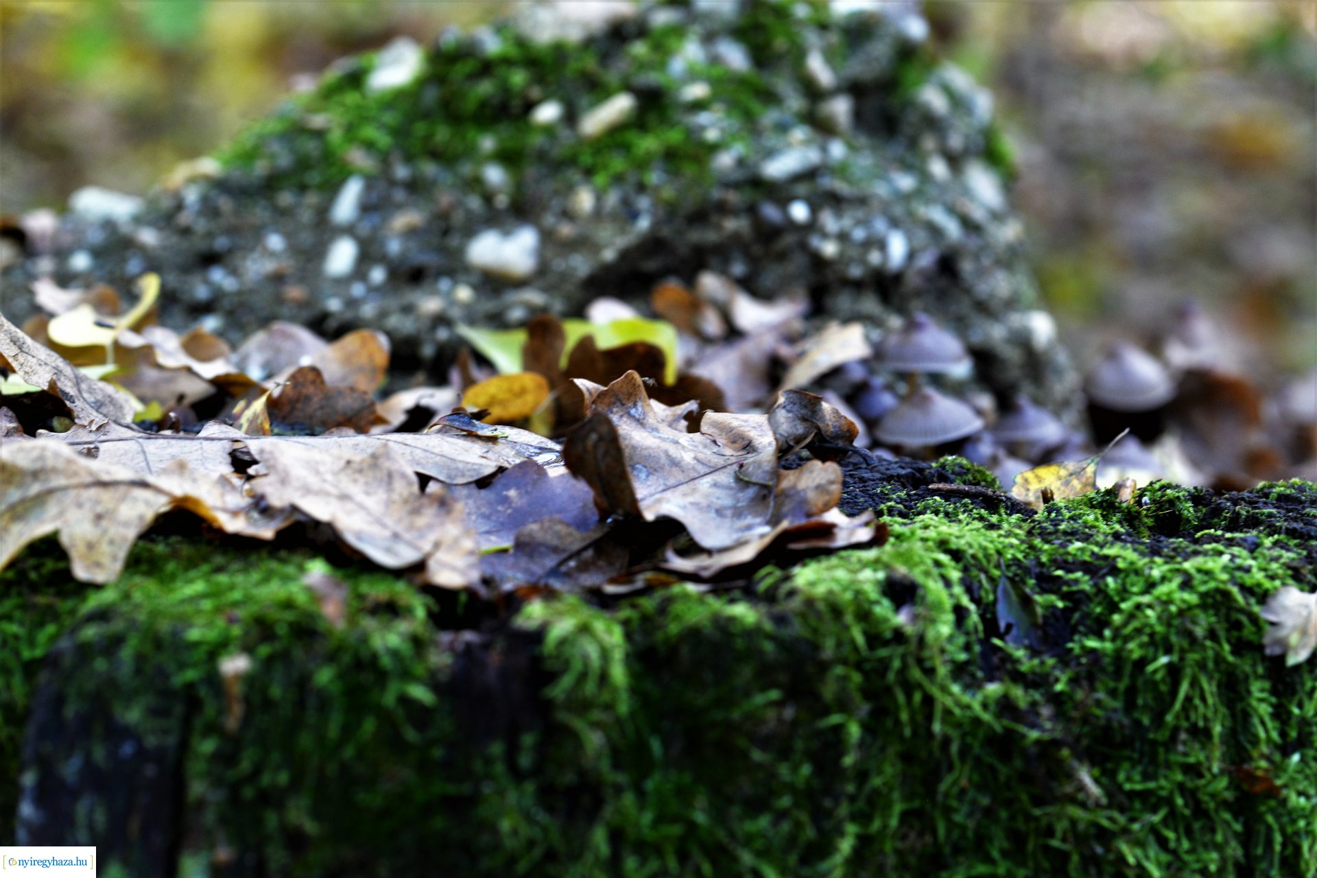 Erdei séta az őszi napsütésben