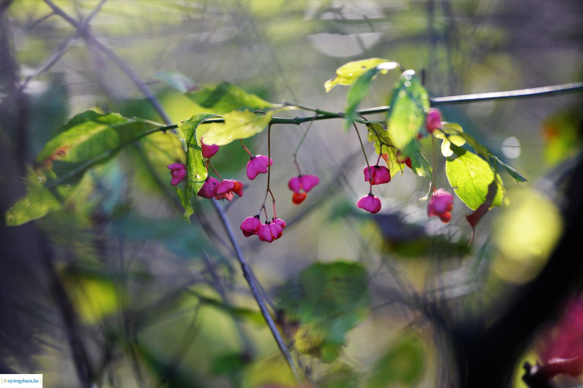 Erdei séta az őszi napsütésben