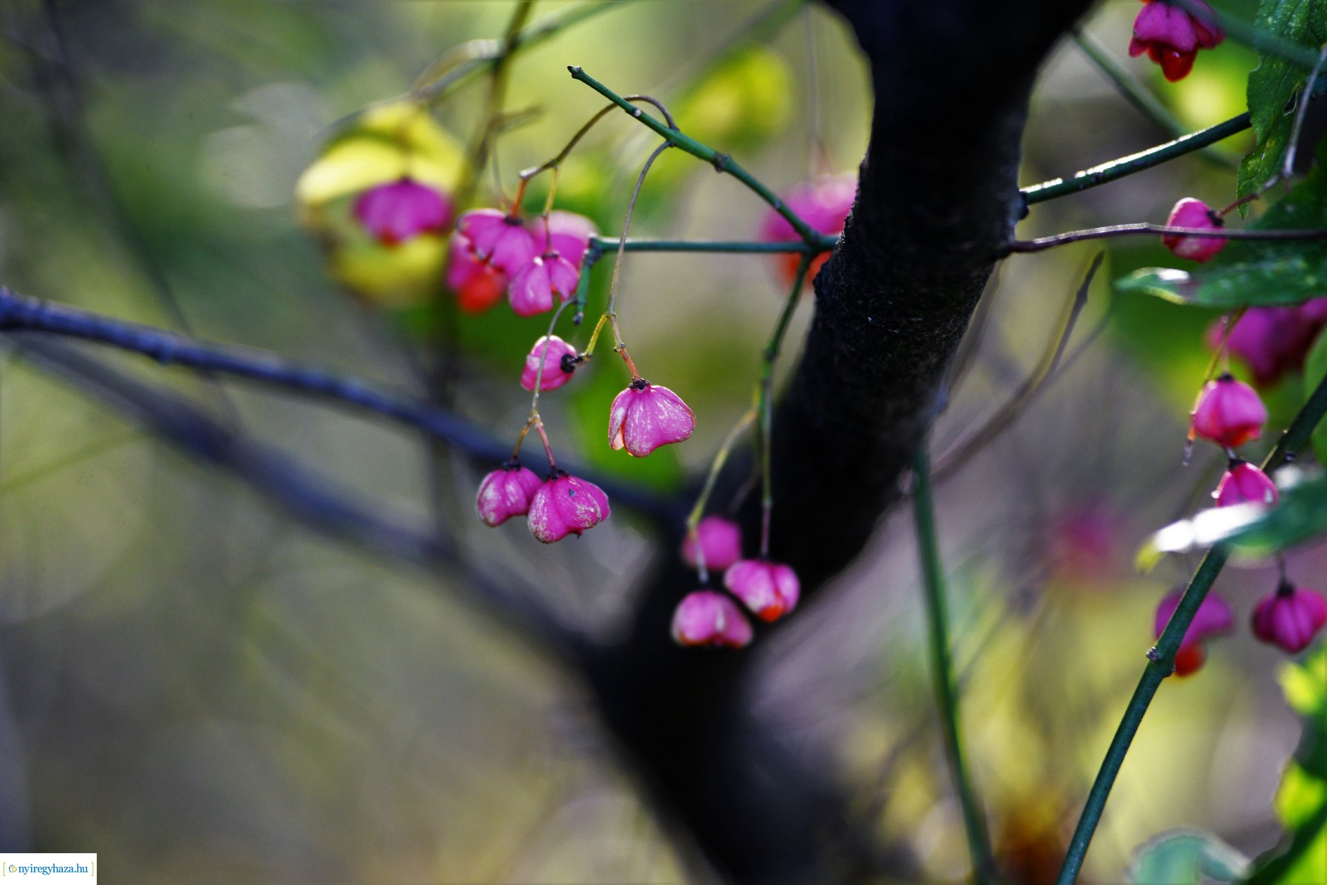 Erdei séta az őszi napsütésben