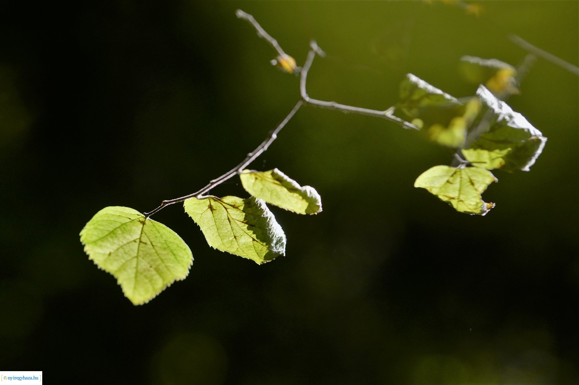 Erdei séta az őszi napsütésben