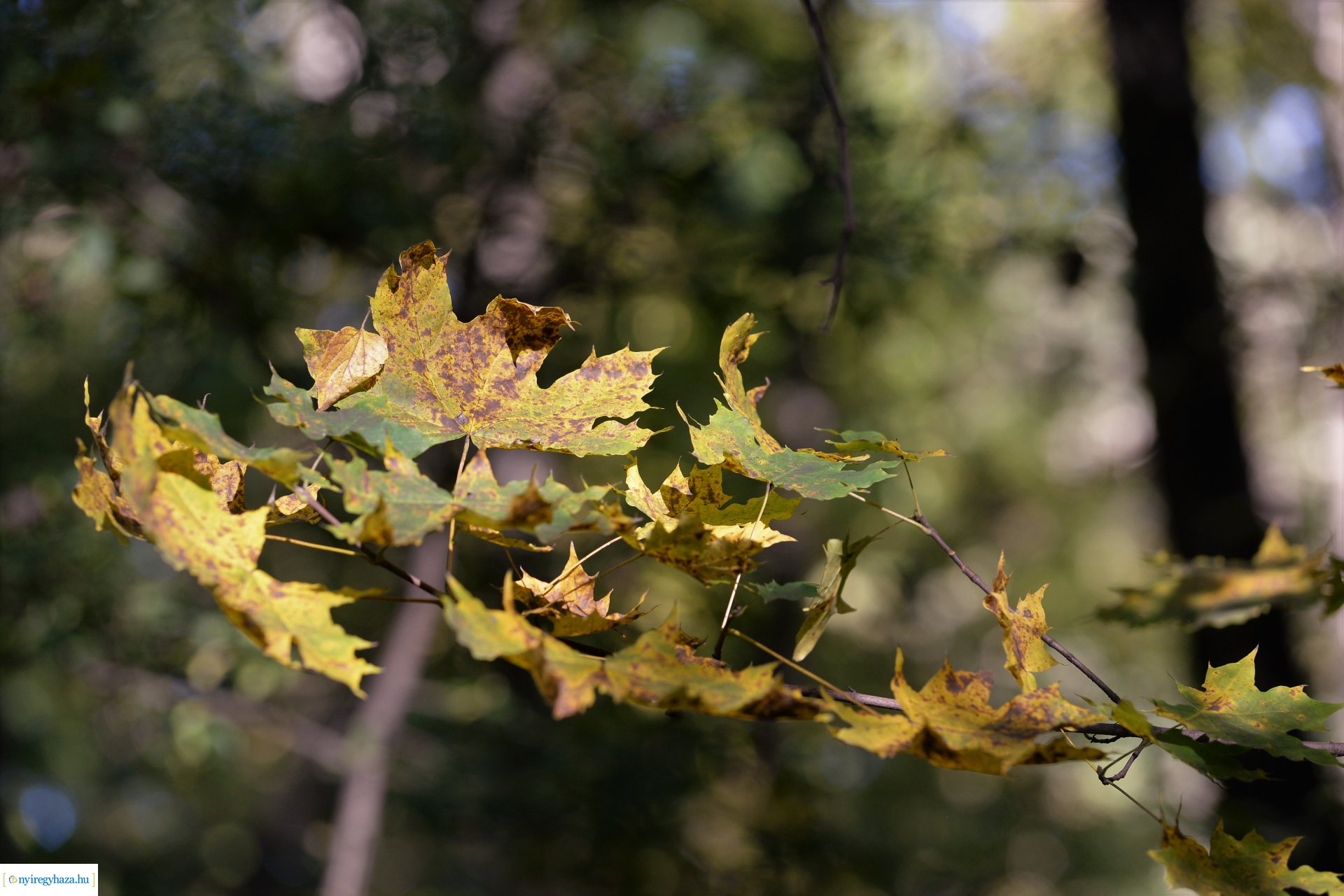 Erdei séta az őszi napsütésben