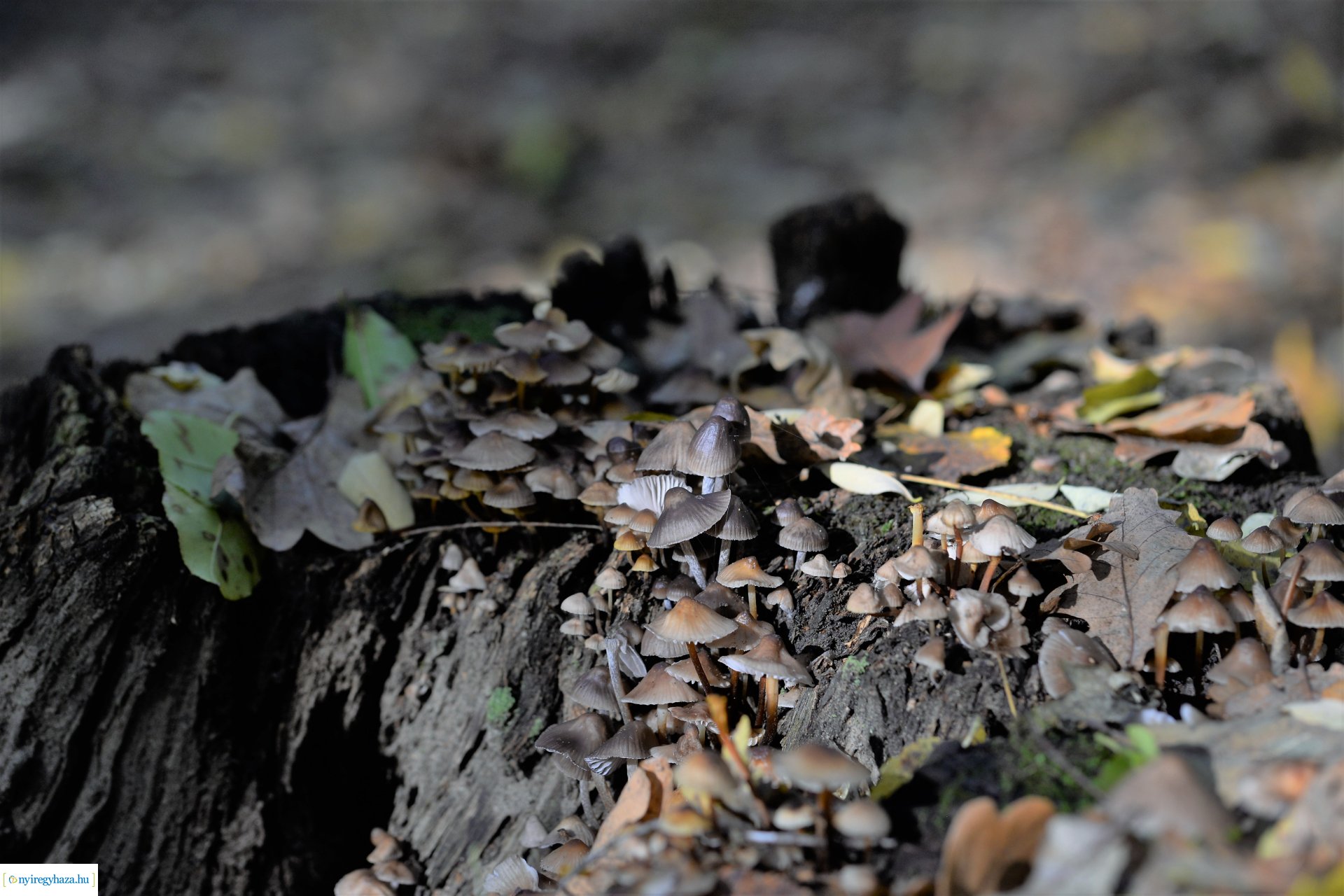 Erdei séta az őszi napsütésben