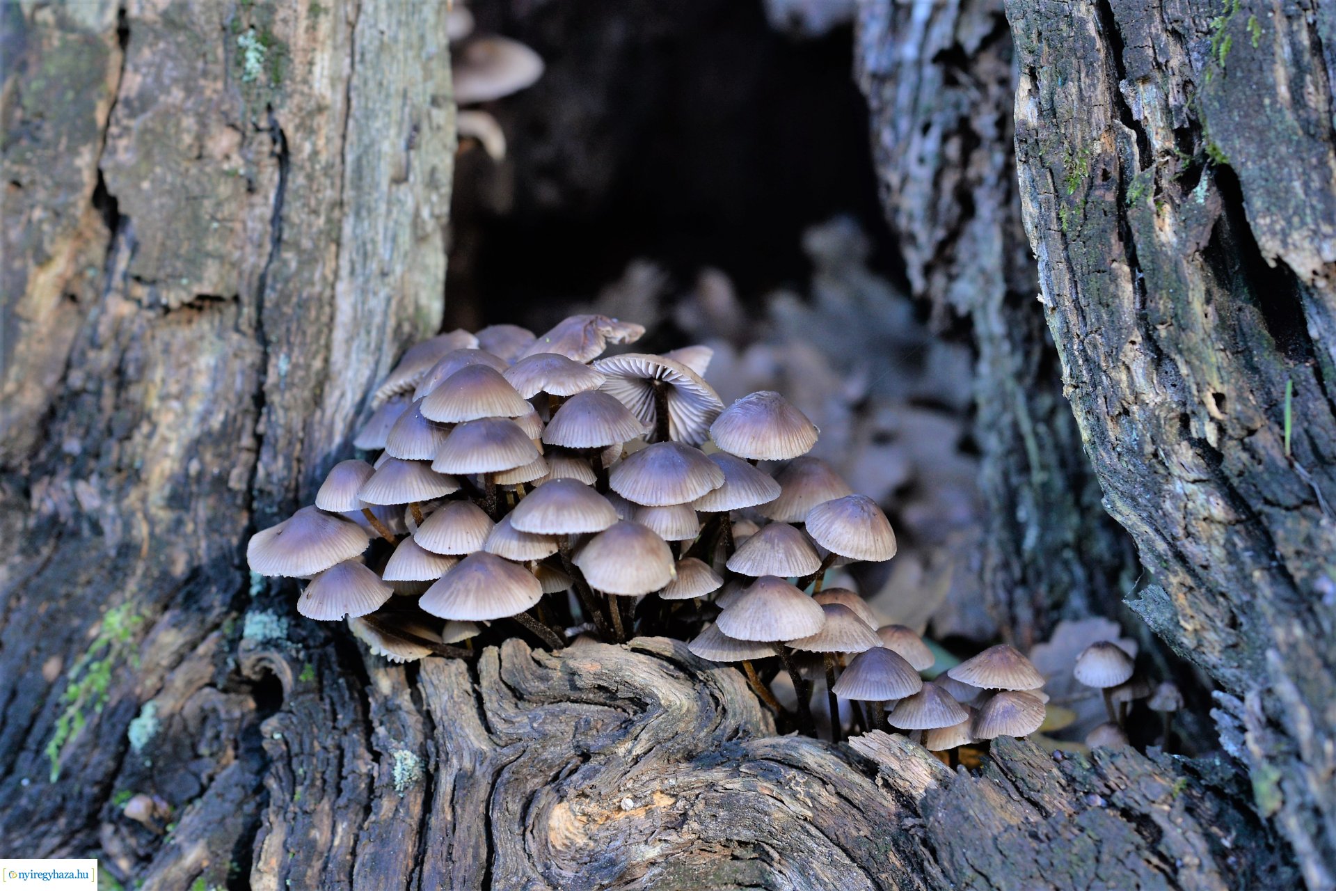 Erdei séta az őszi napsütésben