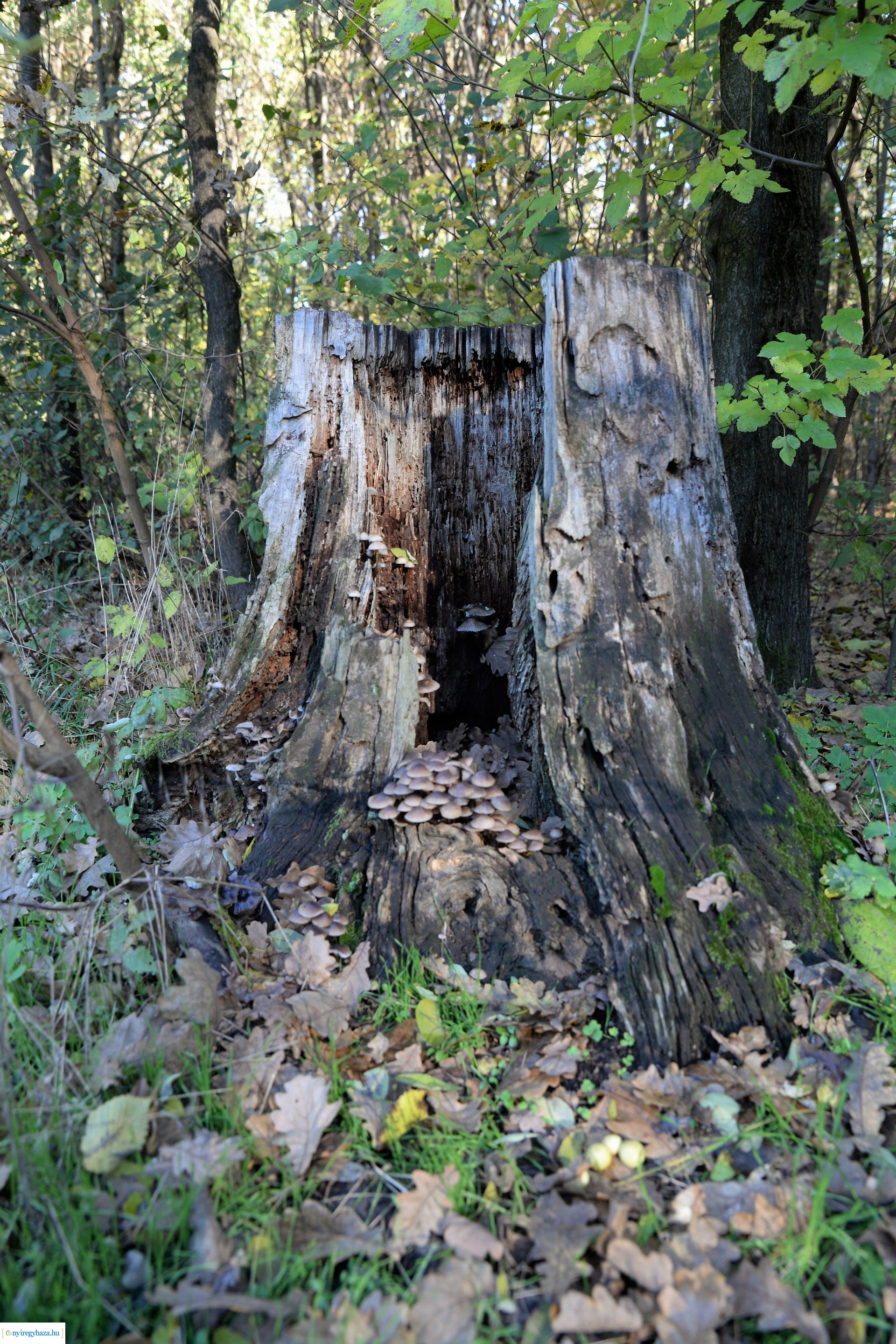Erdei séta az őszi napsütésben