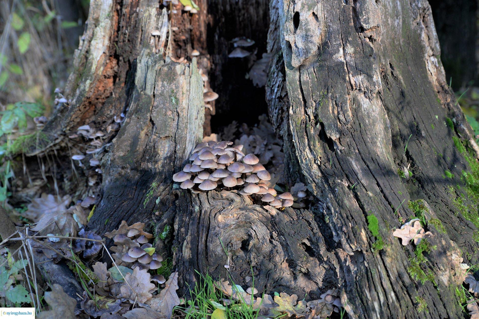 Erdei séta az őszi napsütésben