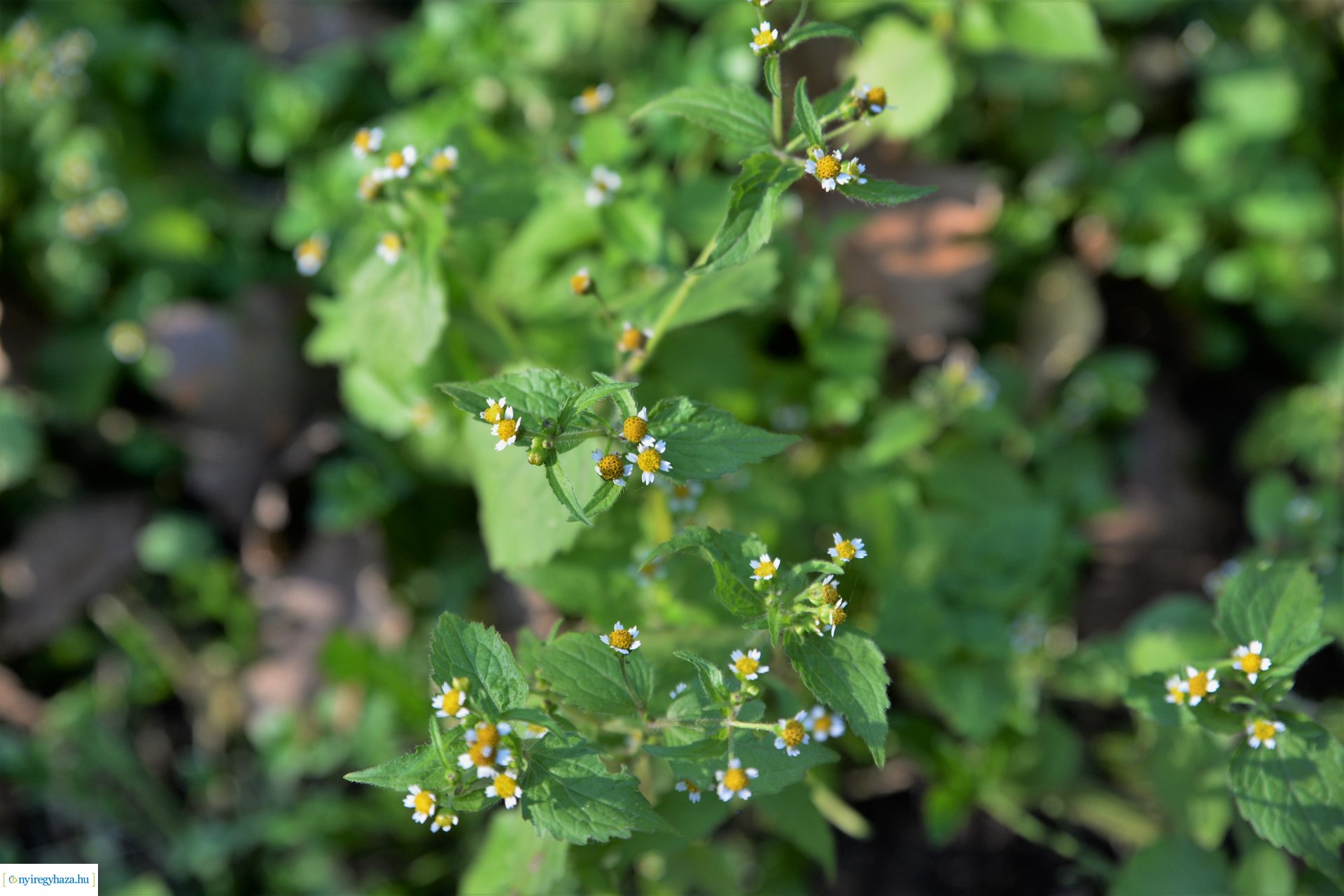 Erdei séta az őszi napsütésben