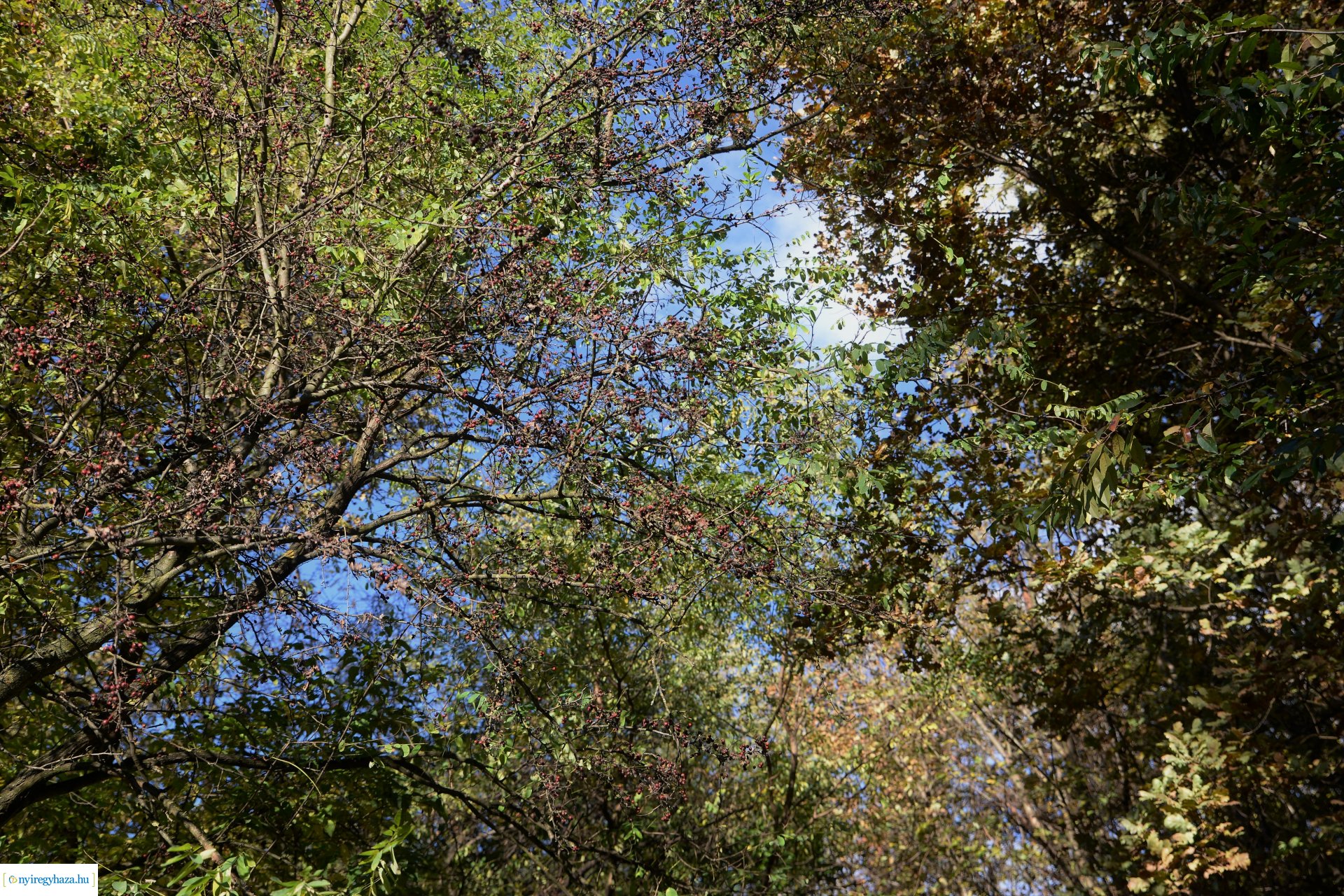 Erdei séta az őszi napsütésben