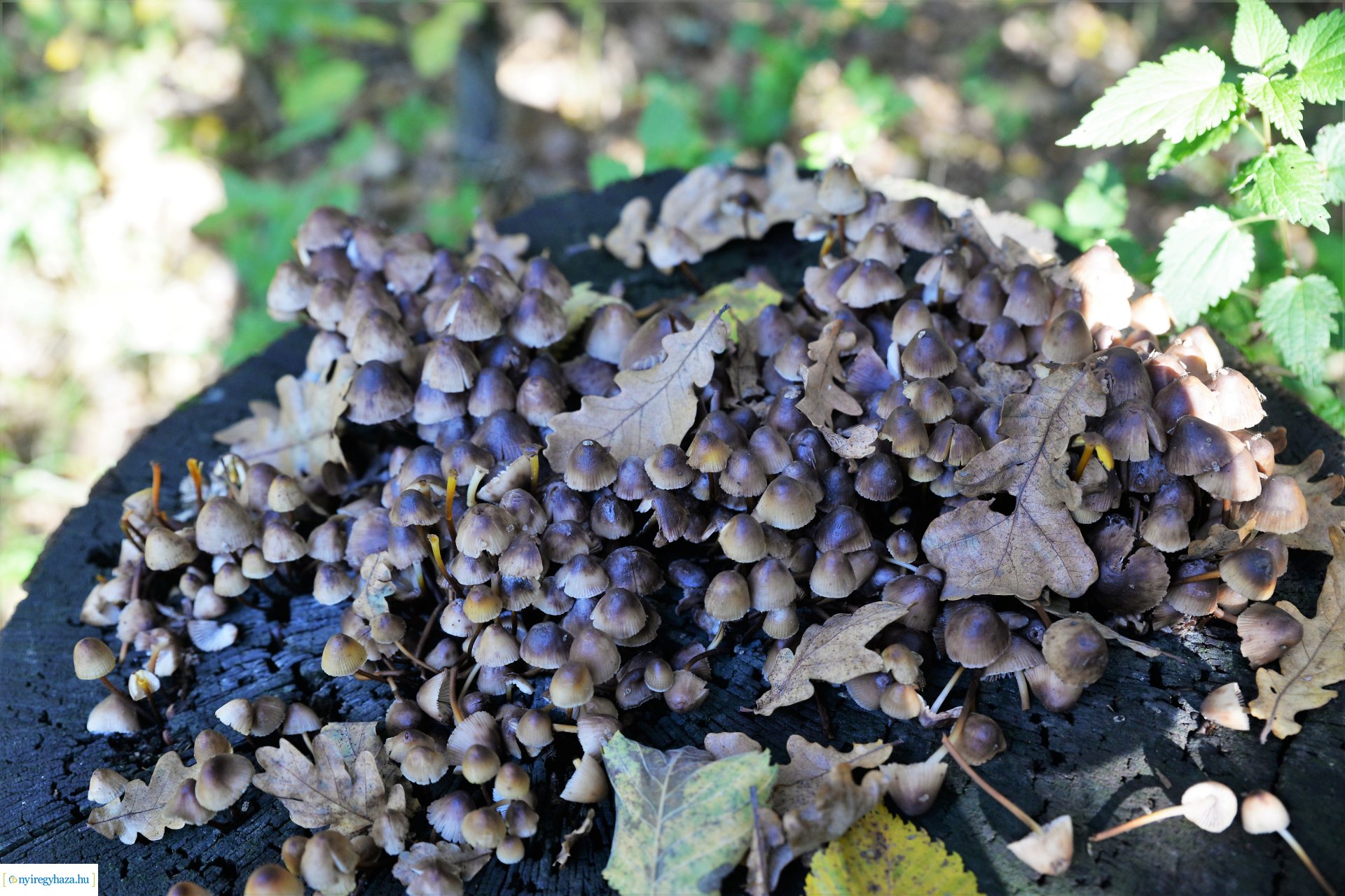 Erdei séta az őszi napsütésben