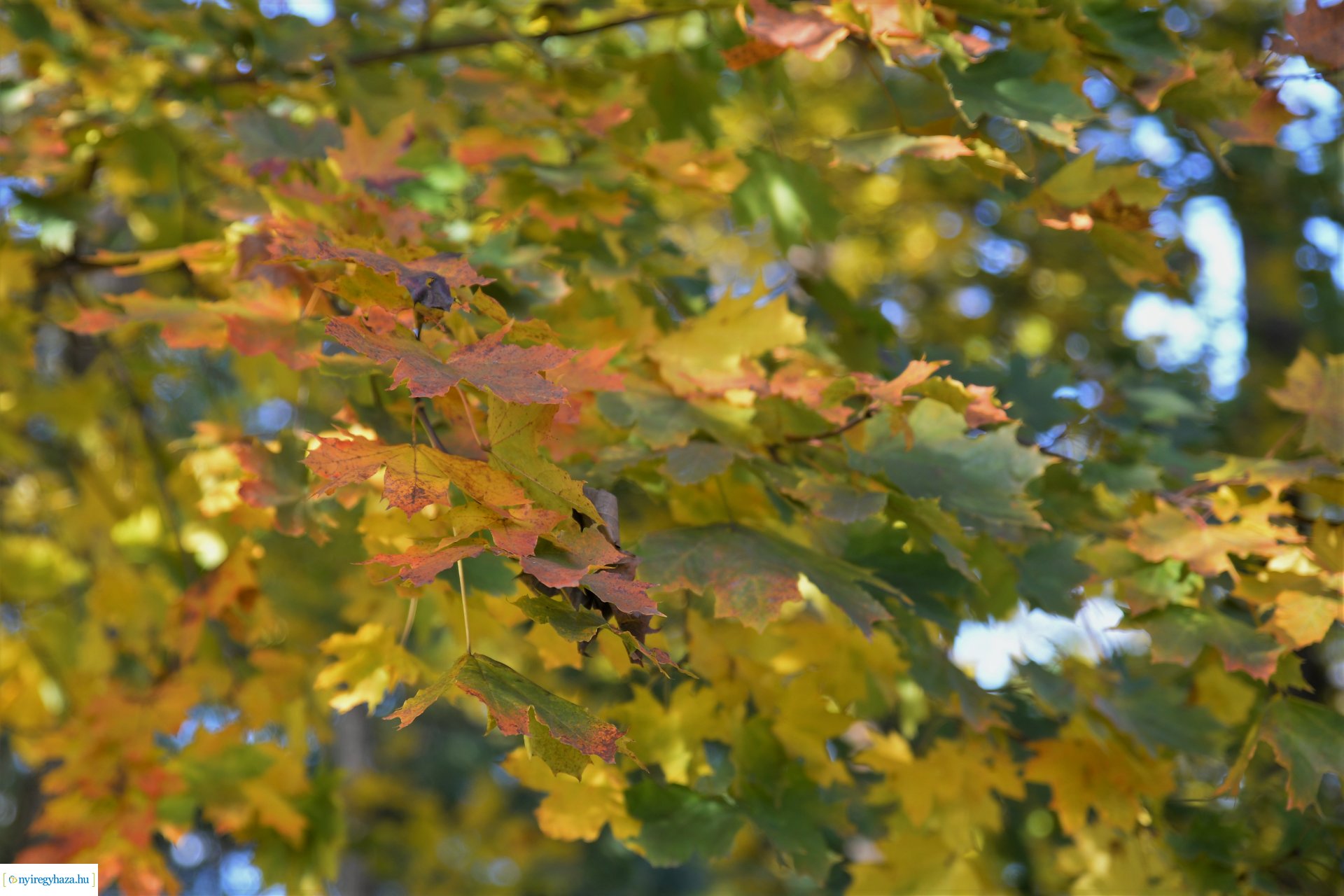 Erdei séta az őszi napsütésben