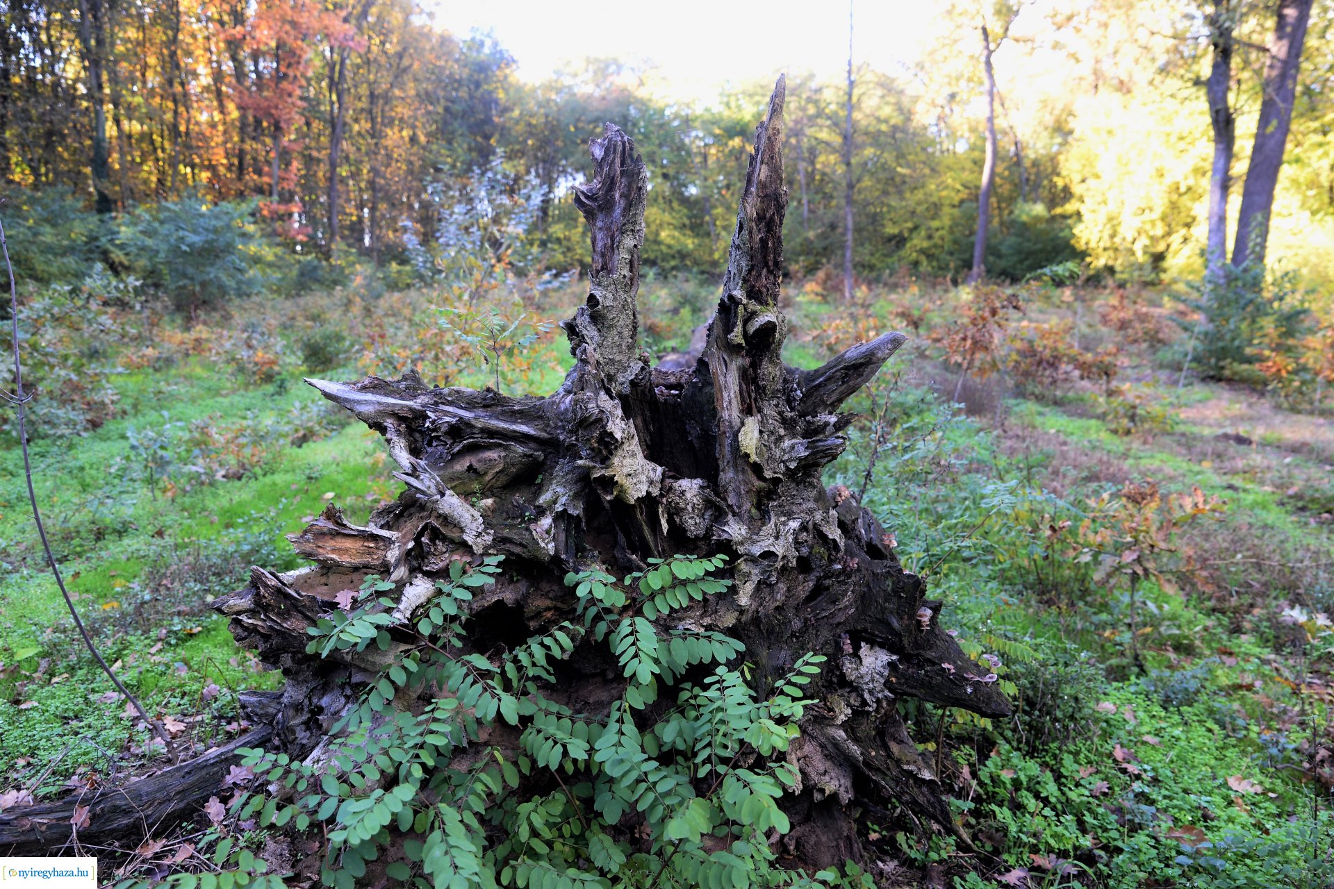 Erdei séta az őszi napsütésben