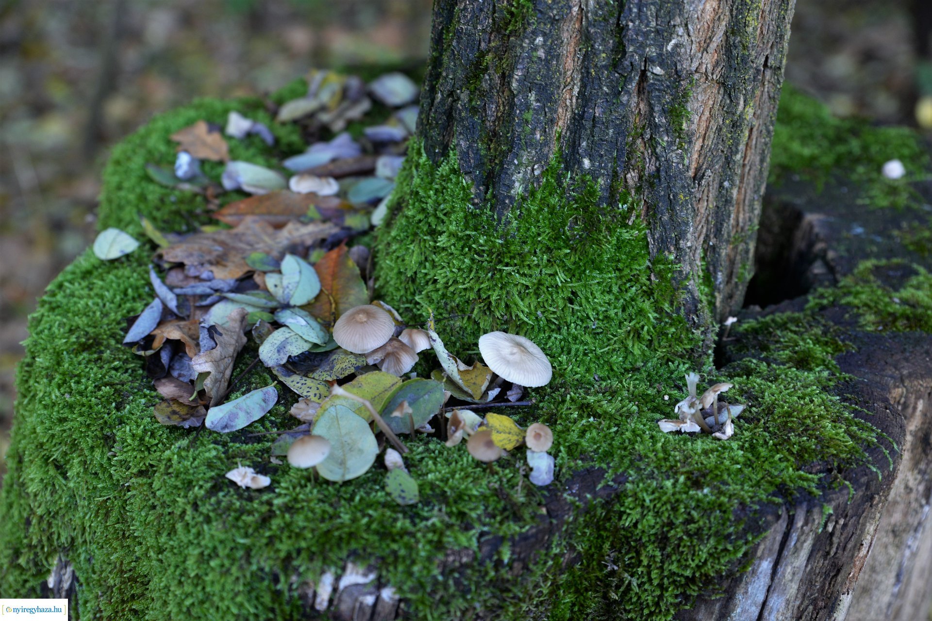 Erdei séta az őszi napsütésben