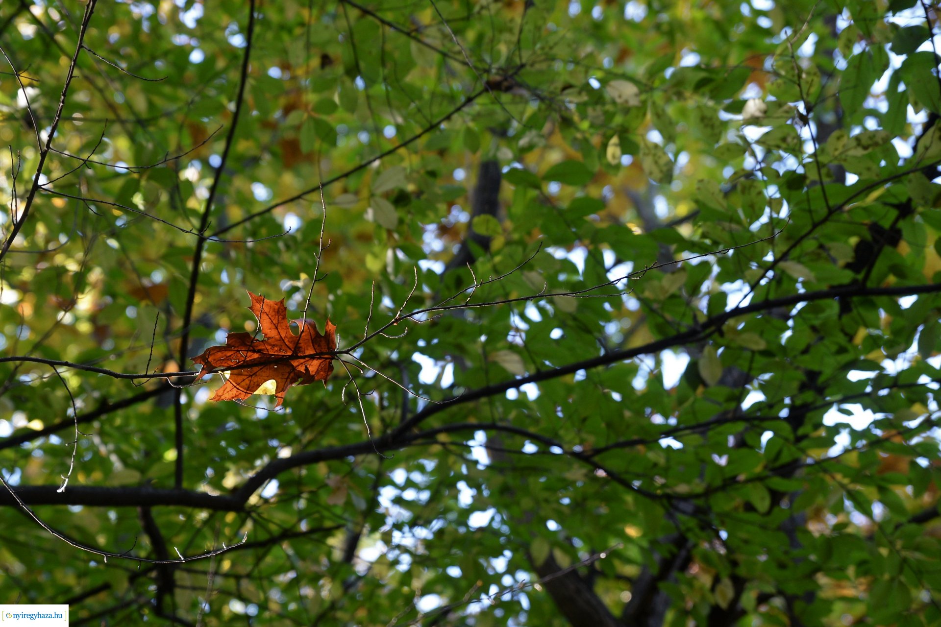 Erdei séta az őszi napsütésben